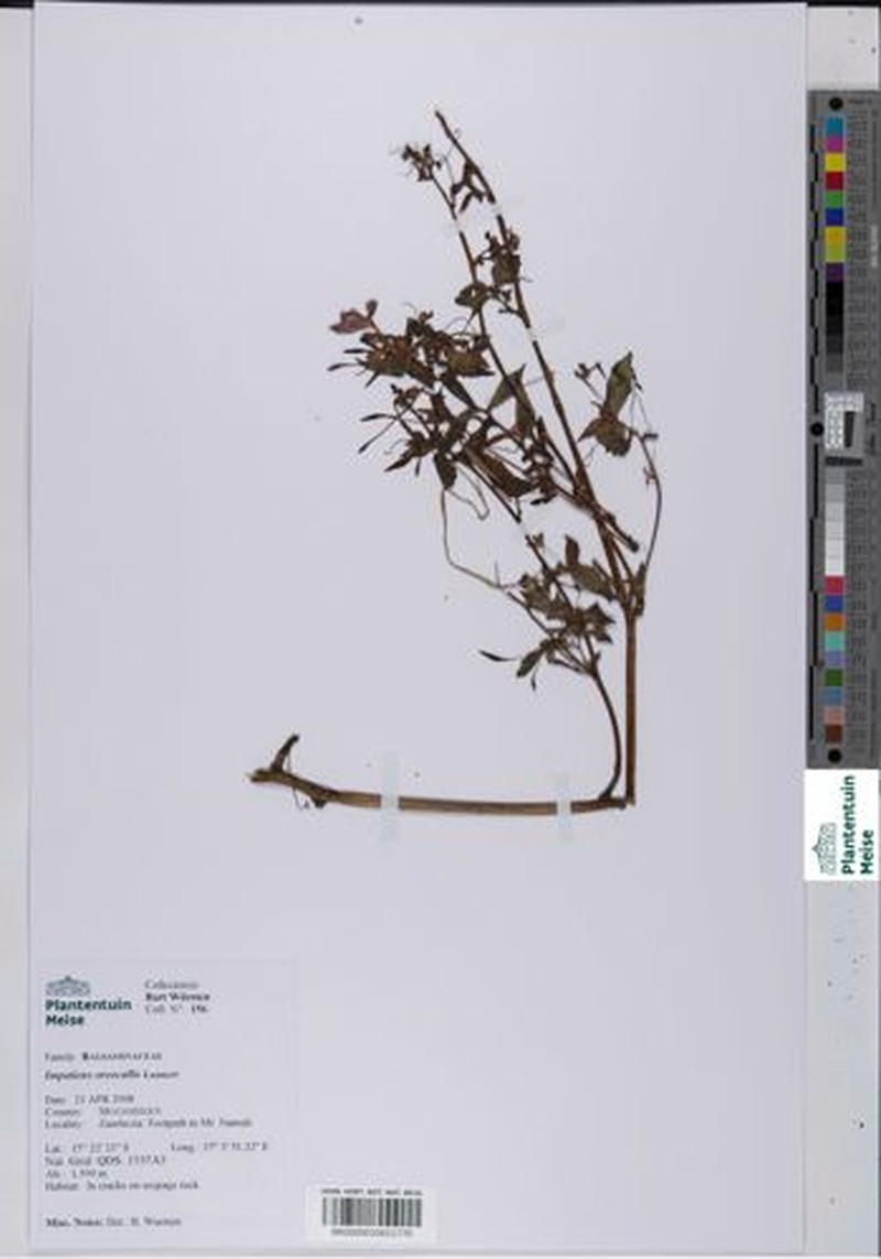Impatiens oreocallis photo 3
