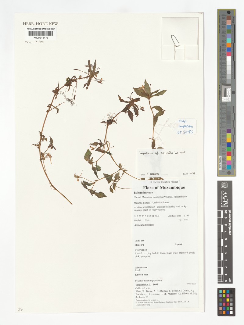 Impatiens oreocallis photo 4