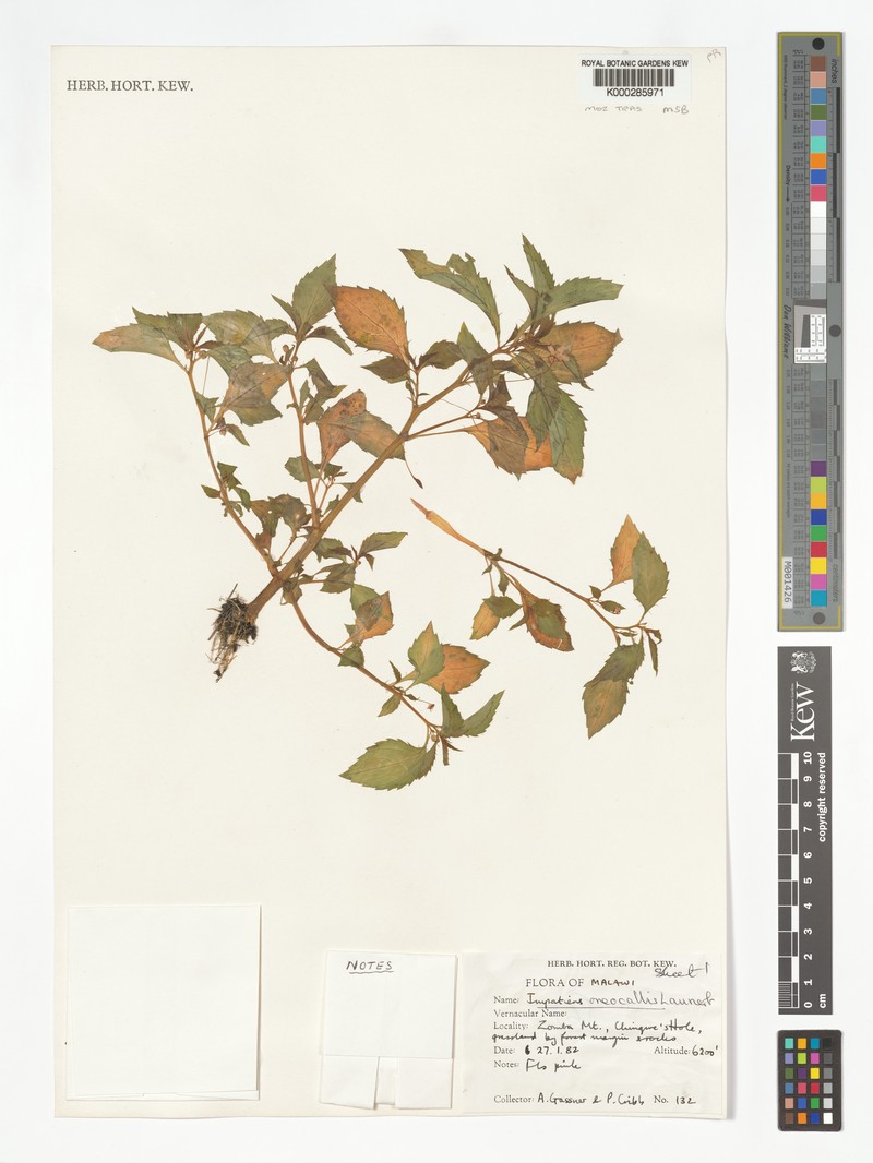 Impatiens oreocallis photo 5
