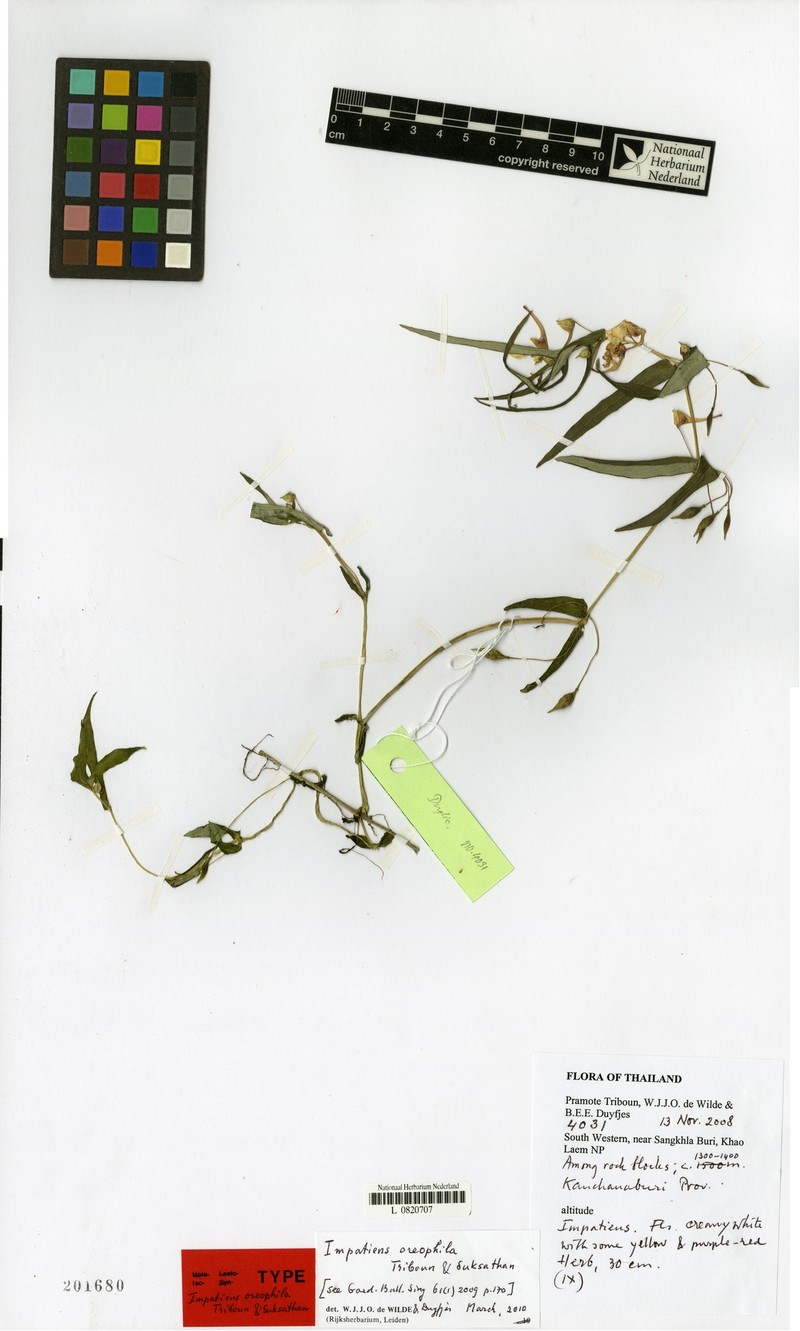 Impatiens oreophila