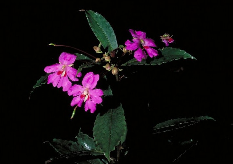 Impatiens otto-eleonorae