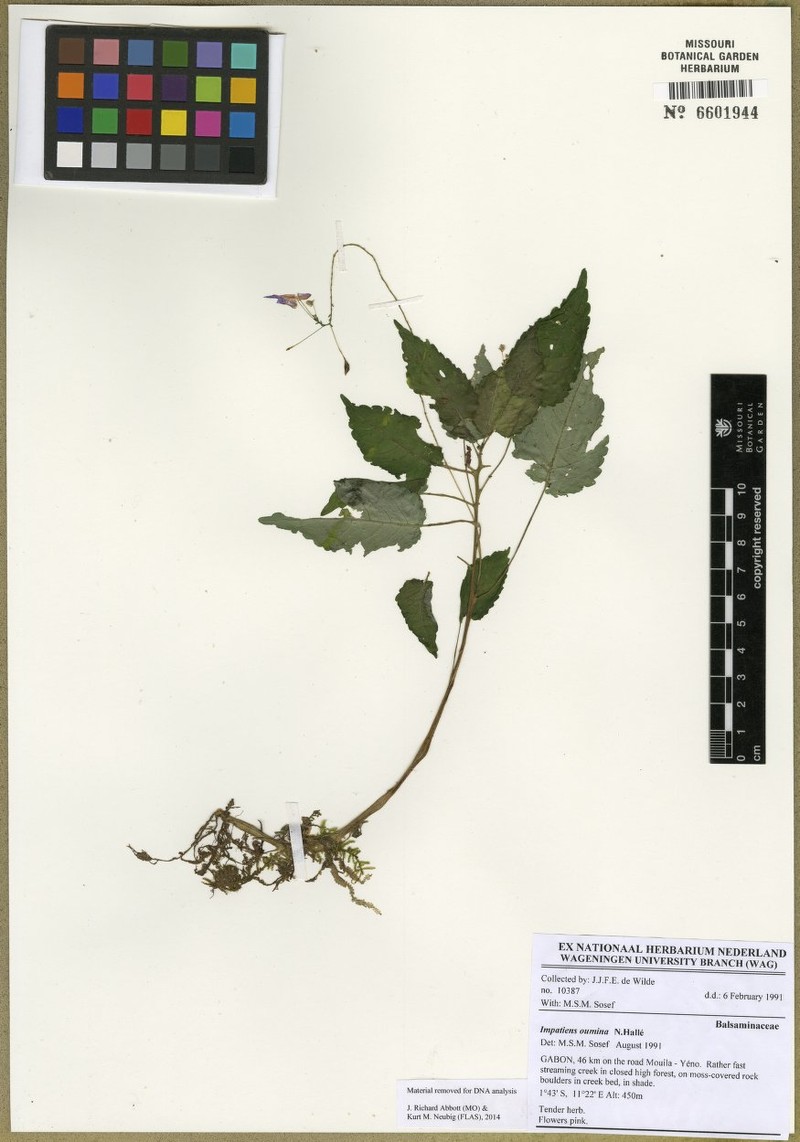 Impatiens oumina
