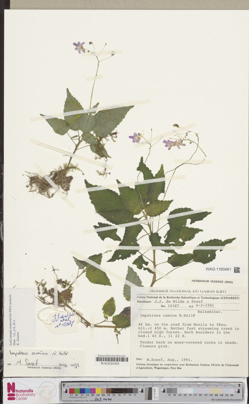 Impatiens oumina photo 2