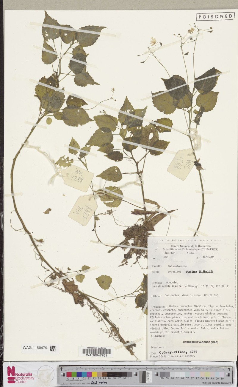 Impatiens oumina photo 3
