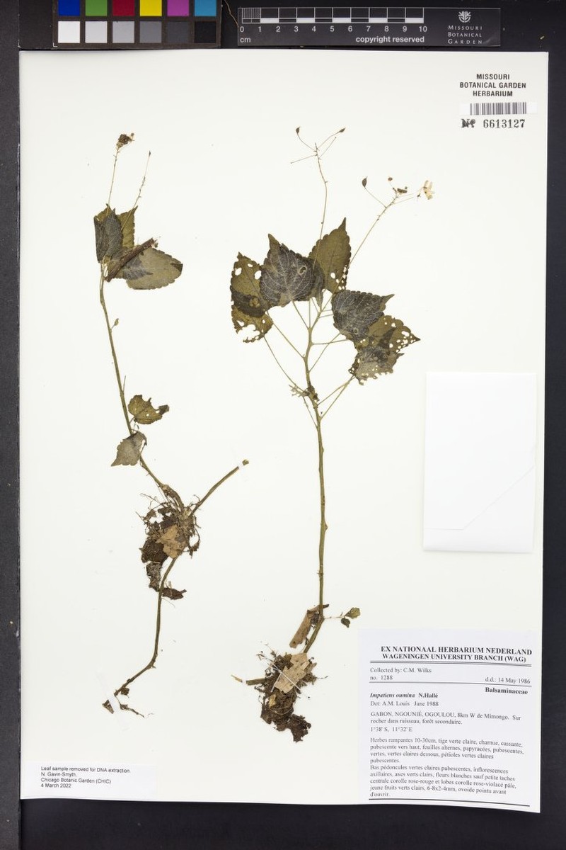 Impatiens oumina photo 4