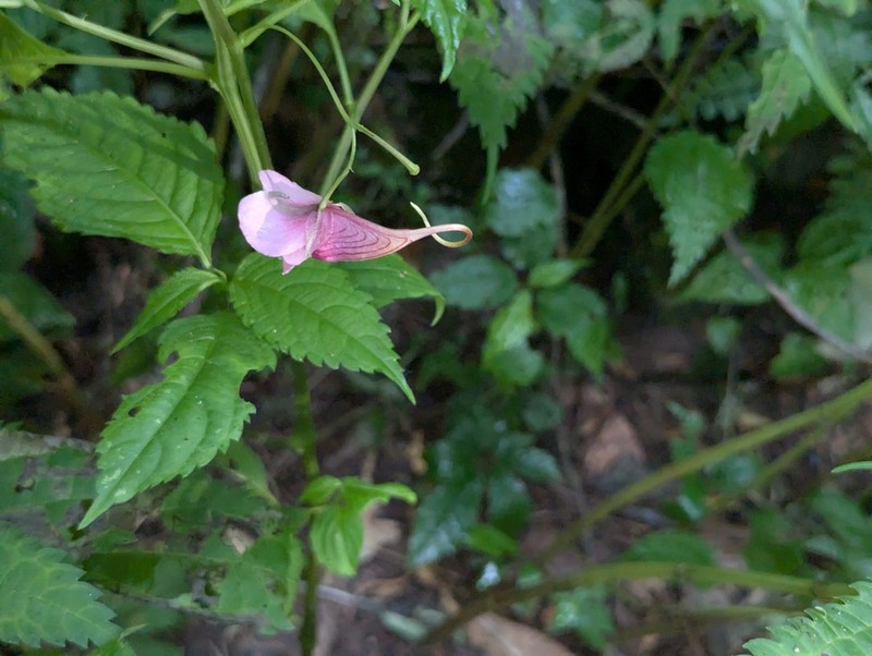 Impatiens oxyanthera