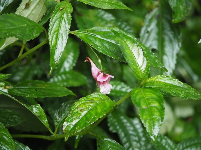 Impatiens oxyanthera photo 2