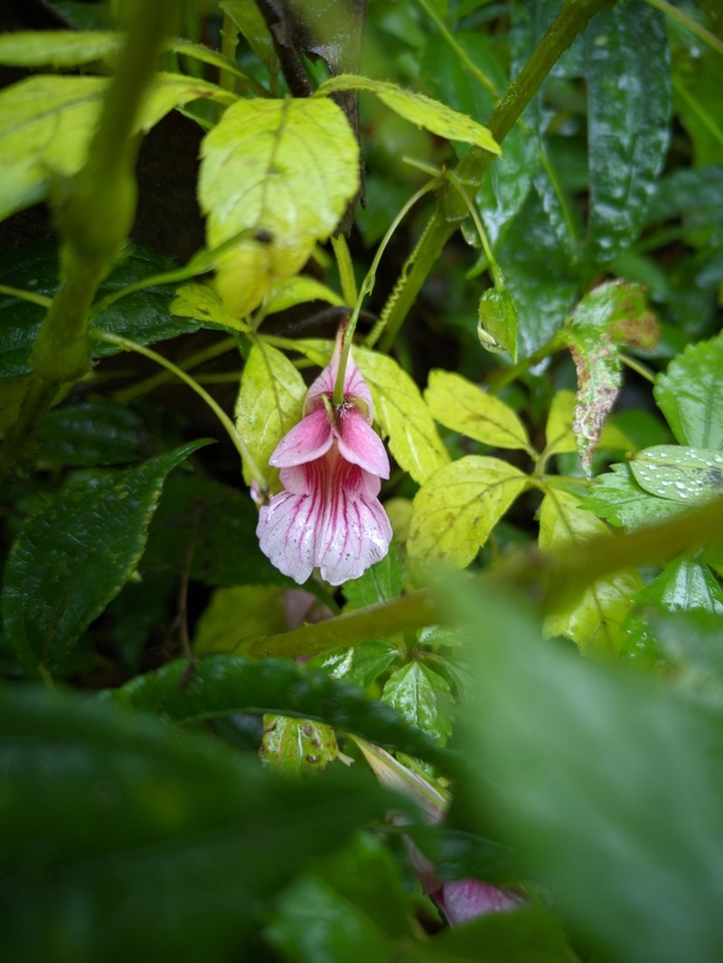 Impatiens oxyanthera photo 3