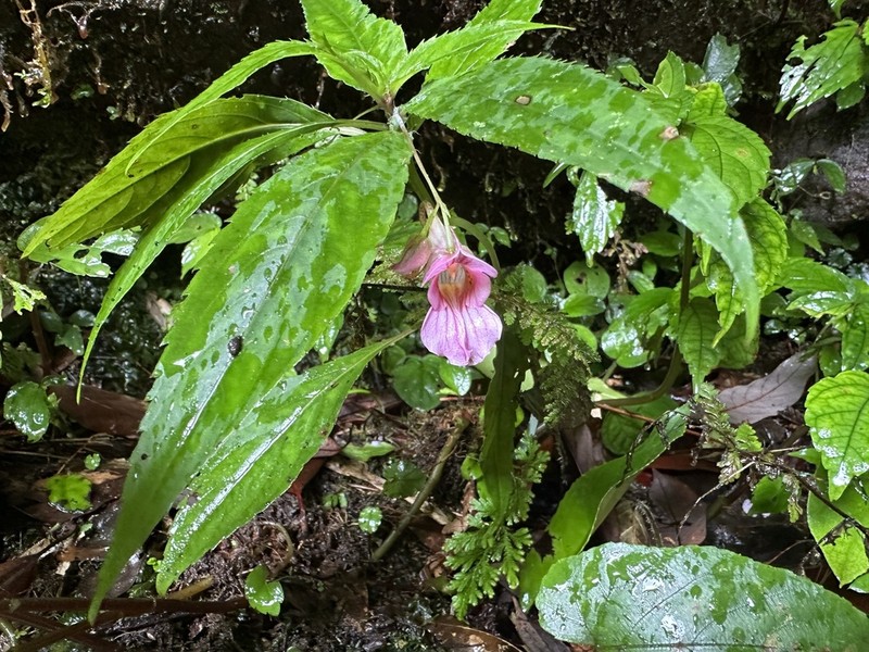 Impatiens oxyanthera photo 4