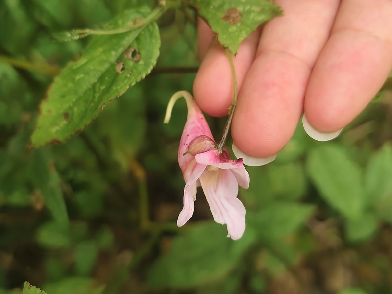Impatiens oxyanthera photo 5