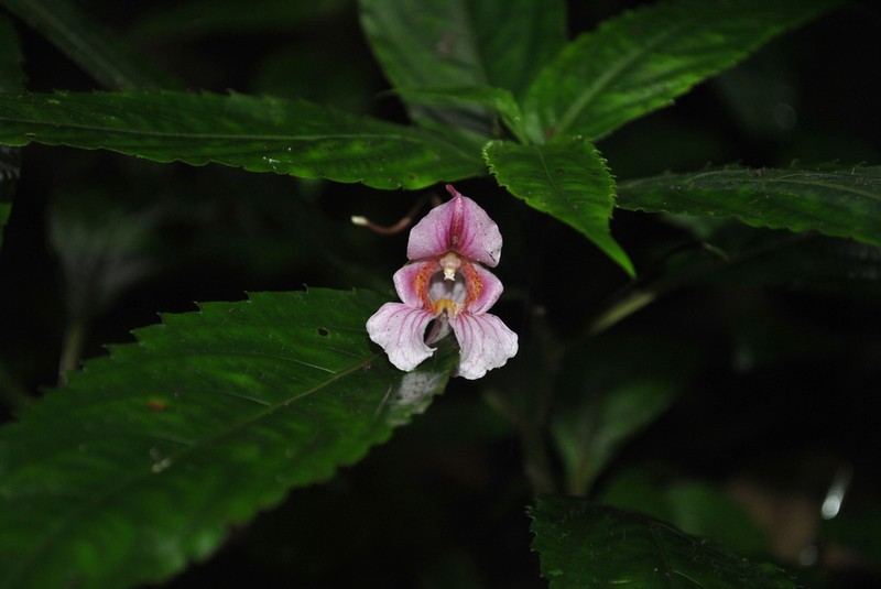Impatiens oxyanthera photo 6