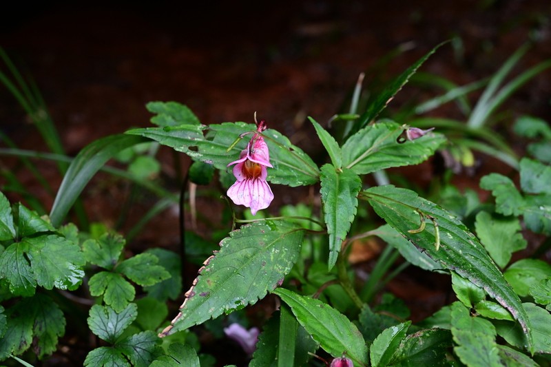 Impatiens oxyanthera photo 7