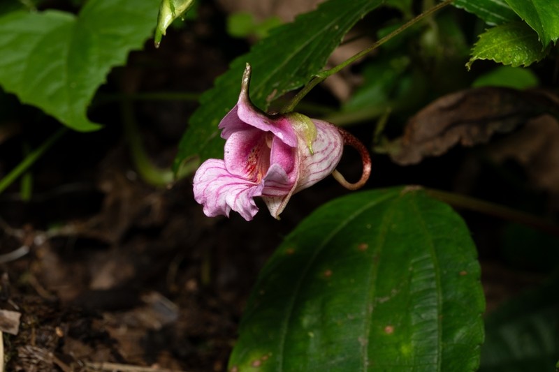 Impatiens oxyanthera photo 8