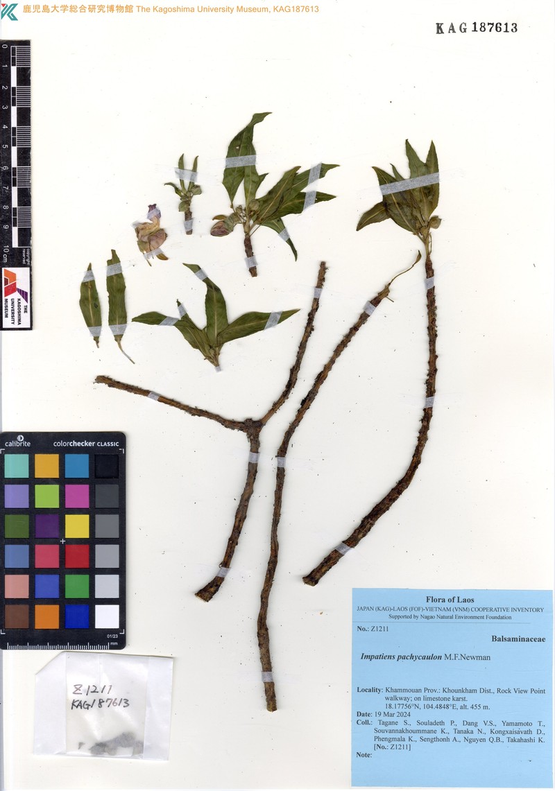 Impatiens pachycaulon
