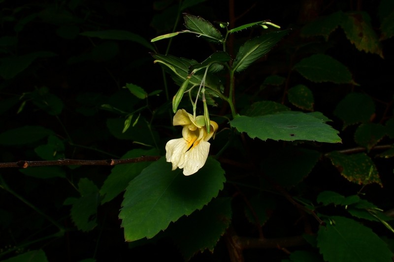 Pale Touch-Me-Not photo 4