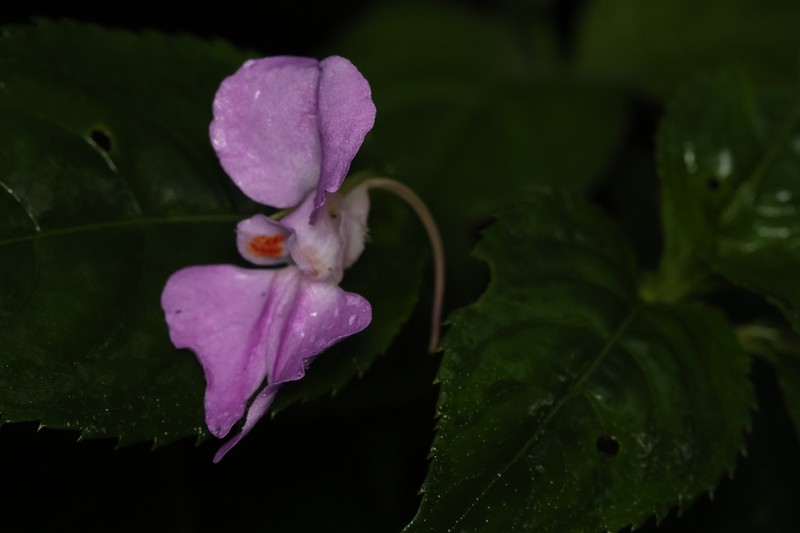 Impatiens pallide-rosea