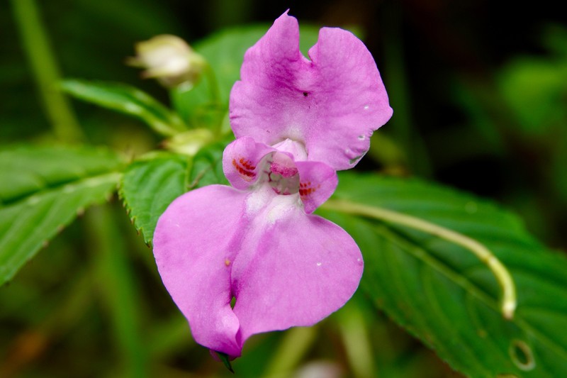 Impatiens pallide-rosea photo 2