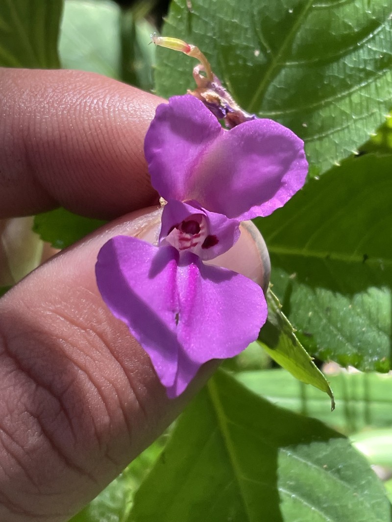 Impatiens pallide-rosea photo 5