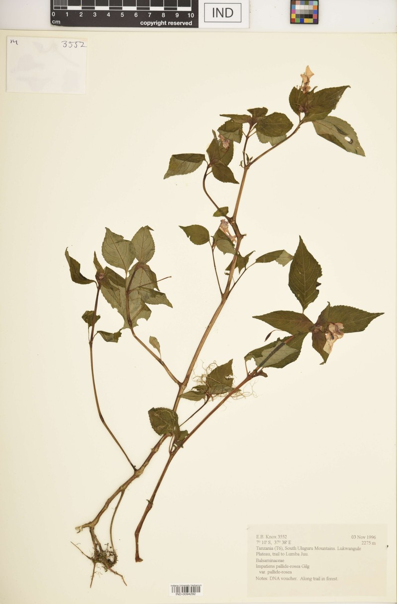 Impatiens pallide-rosea photo 6