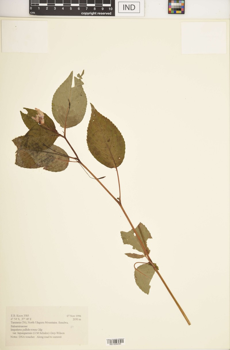 Impatiens pallide-rosea photo 7