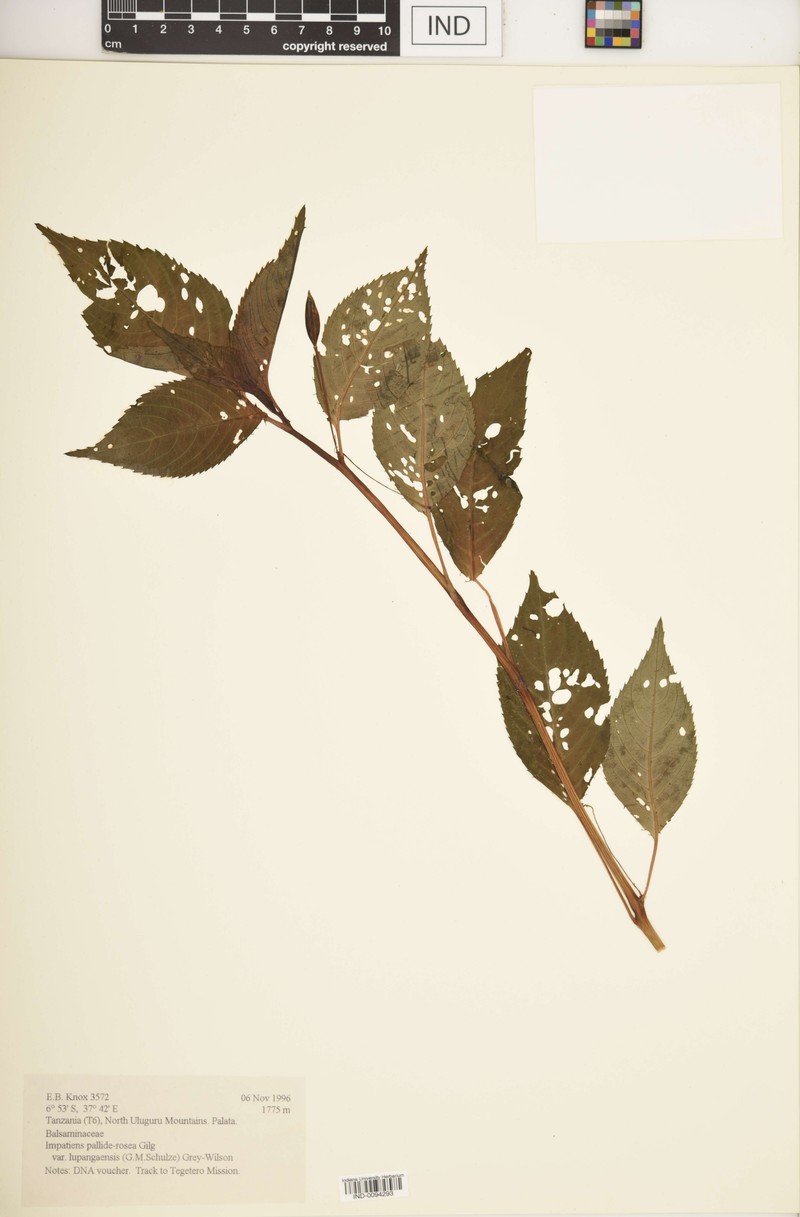 Impatiens pallide-rosea var. lupangaensis photo 2