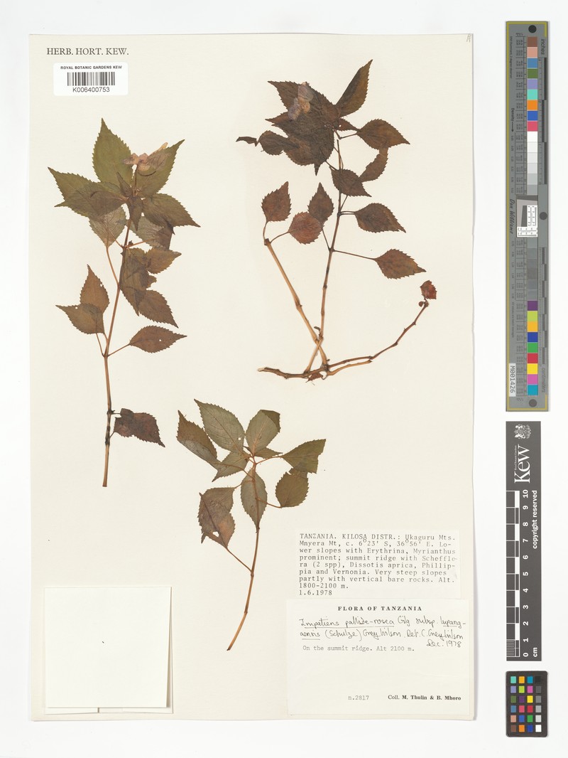 Impatiens pallide-rosea var. lupangaensis photo 3