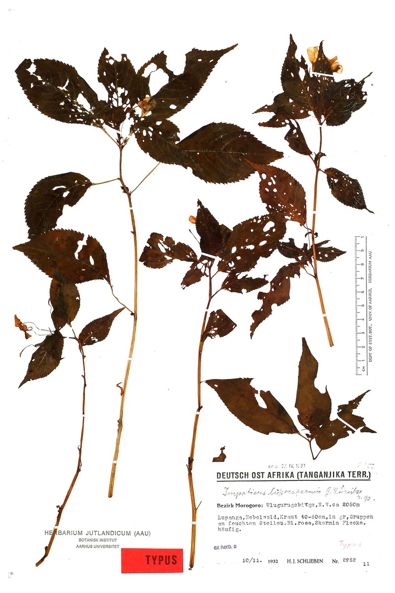Impatiens pallide-rosea var. lupangaensis photo 4
