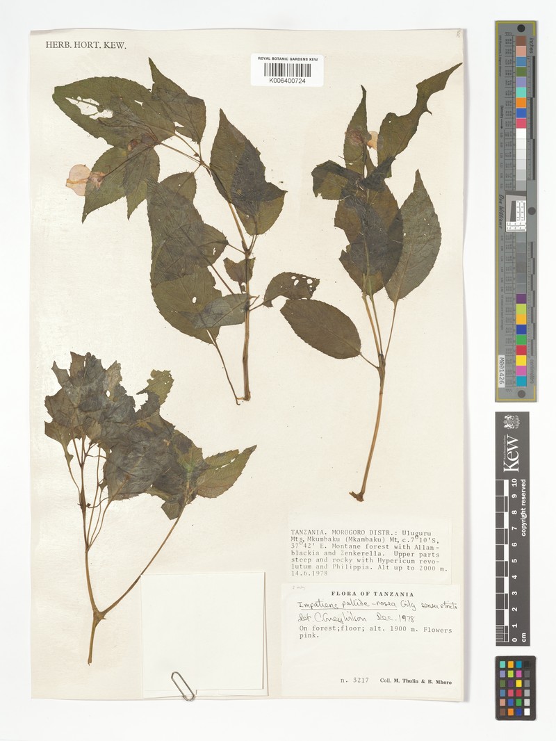 Impatiens pallide-rosea var. pallide-rosea photo 2