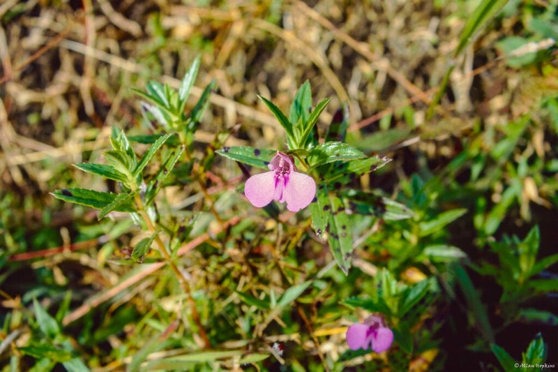 Impatiens pallidiflora