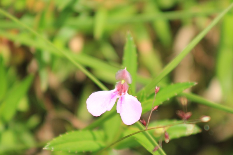 Impatiens pallidiflora photo 2