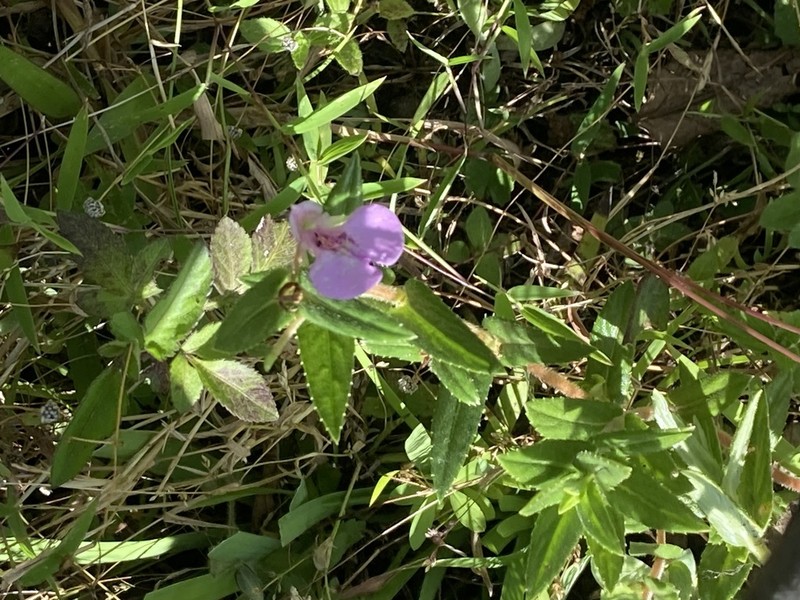 Impatiens pallidiflora photo 3
