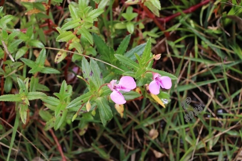 Impatiens pallidiflora photo 4