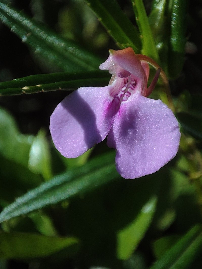 Impatiens pallidiflora photo 5
