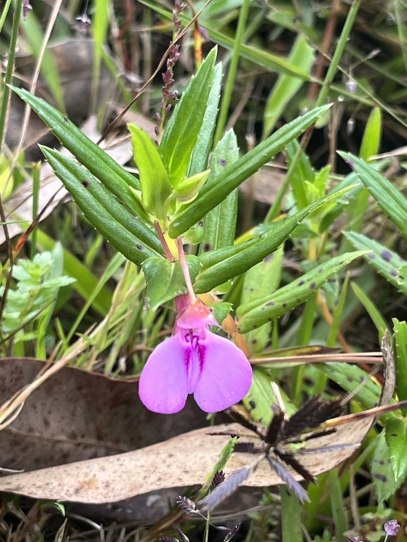 Impatiens pallidiflora photo 6
