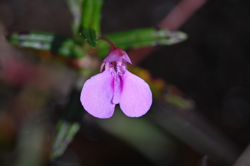 Impatiens pallidiflora photo 7