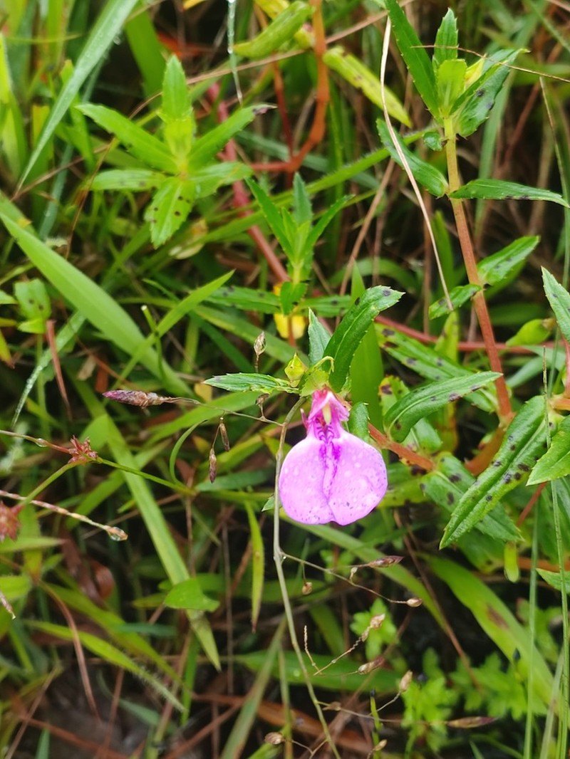 Impatiens pallidiflora photo 8