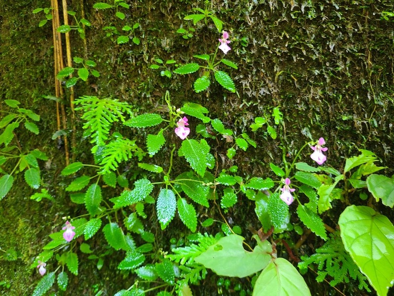 Impatiens palpebrata