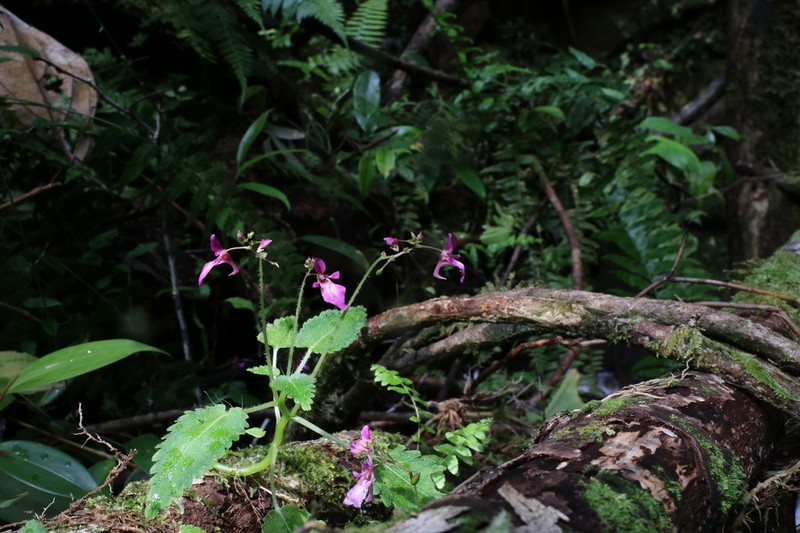 Impatiens palpebrata photo 2