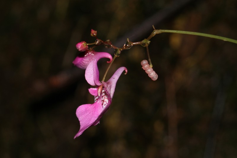 Impatiens palpebrata photo 3