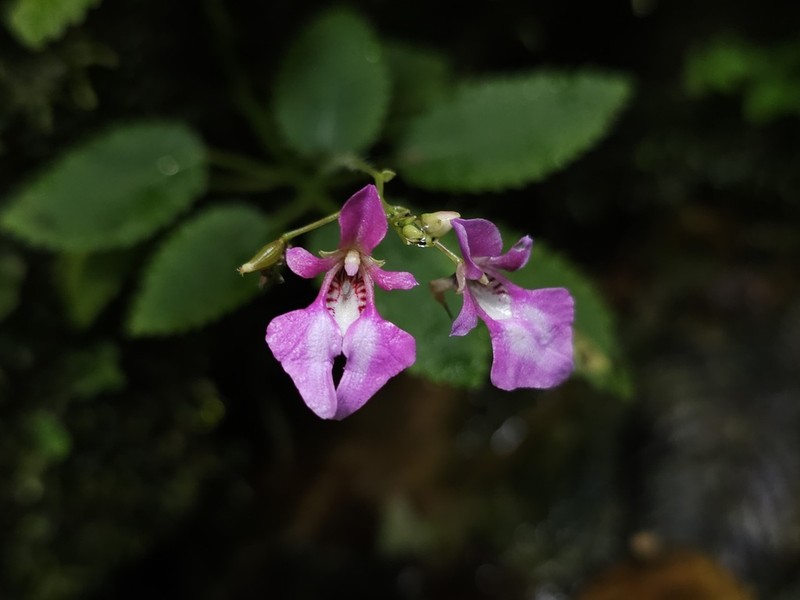 Impatiens palpebrata photo 5
