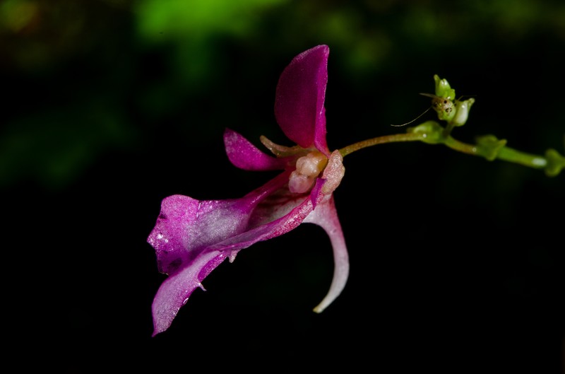 Impatiens palpebrata photo 7