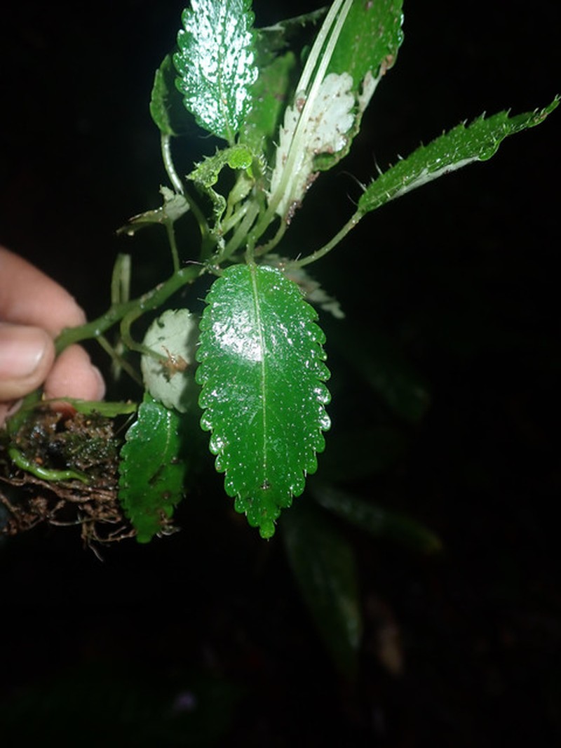 Impatiens palpebrata photo 8