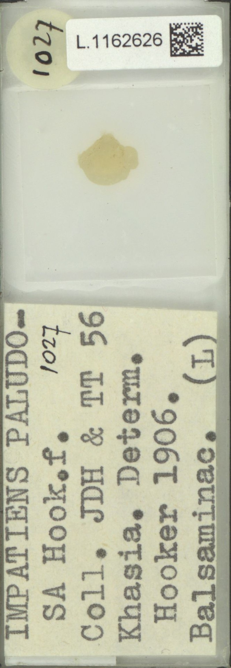 Impatiens paludosa