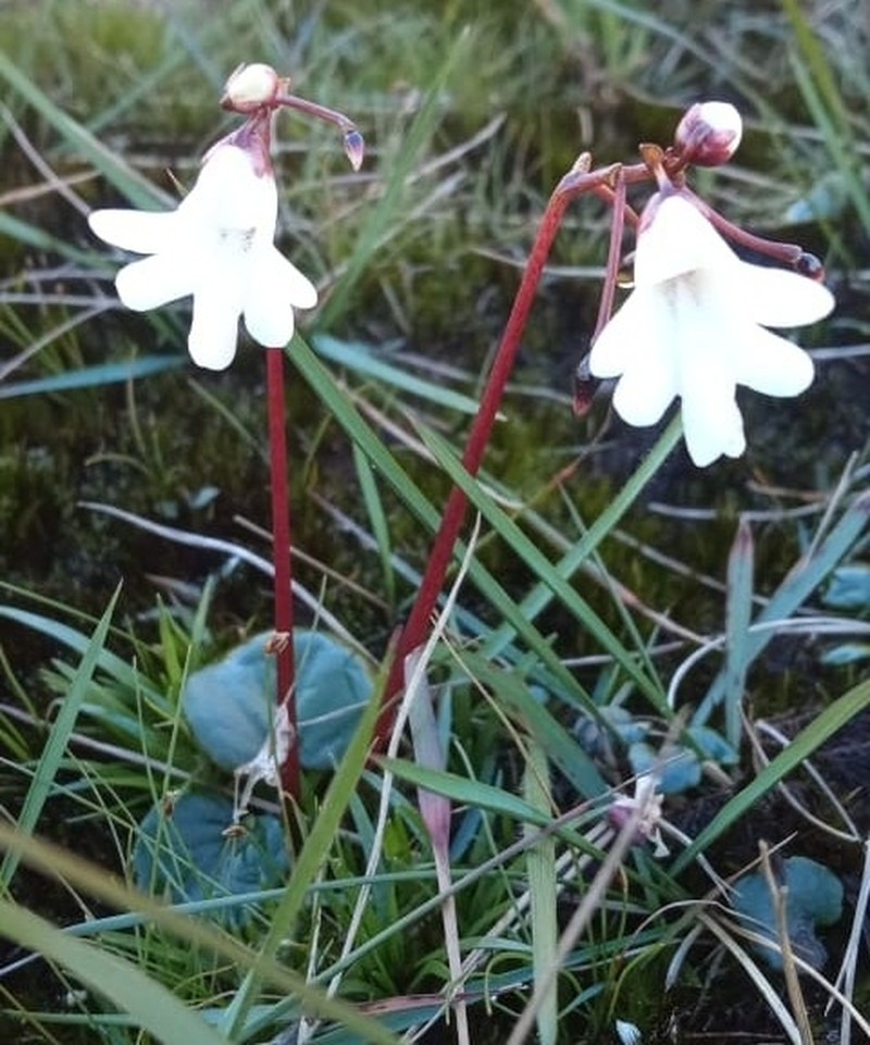 Impatiens pandata