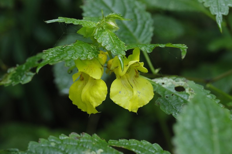 Impatiens paradoxa