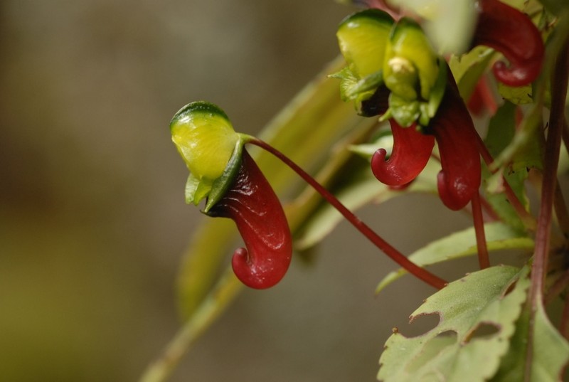 Impatiens parasitica