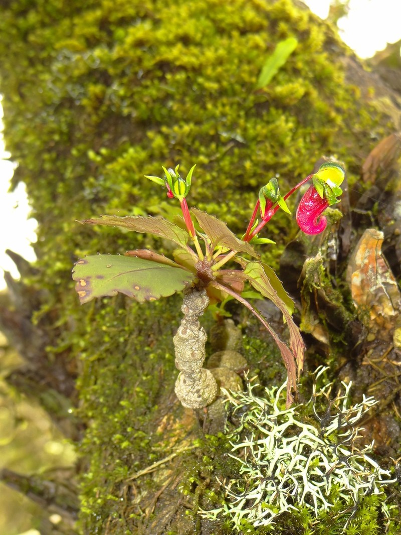 Impatiens parasitica photo 2