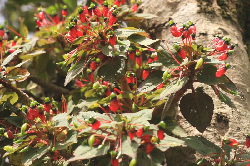 Impatiens parasitica photo 3