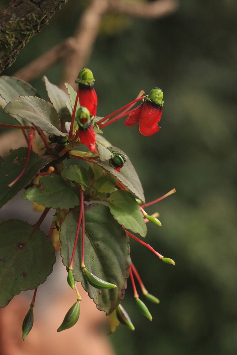 Impatiens parasitica photo 4