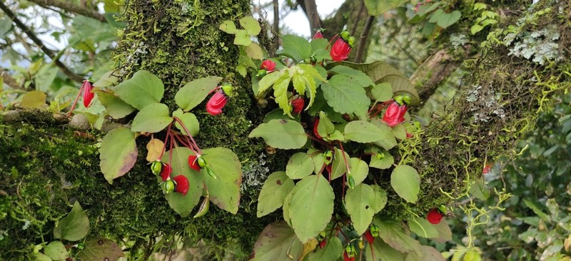 Impatiens parasitica photo 5